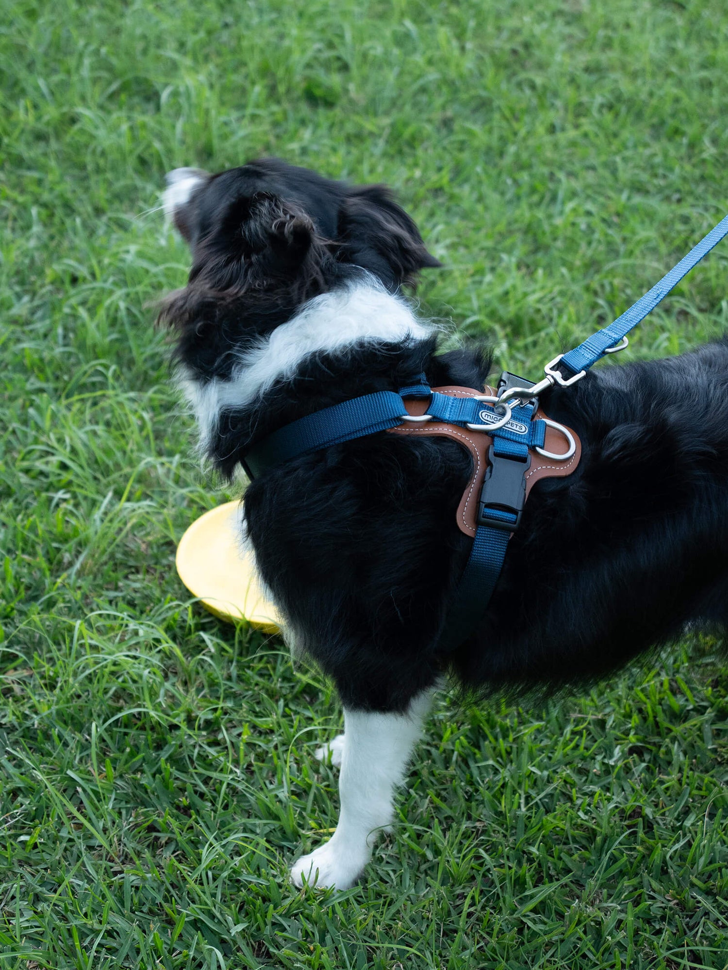 Dog wearing step-in adjustable harness with soft leather lining, shown during outdoor walk