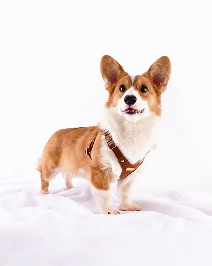 A dog wearing the brown waterproof soft leather dog harness standing on the ground.