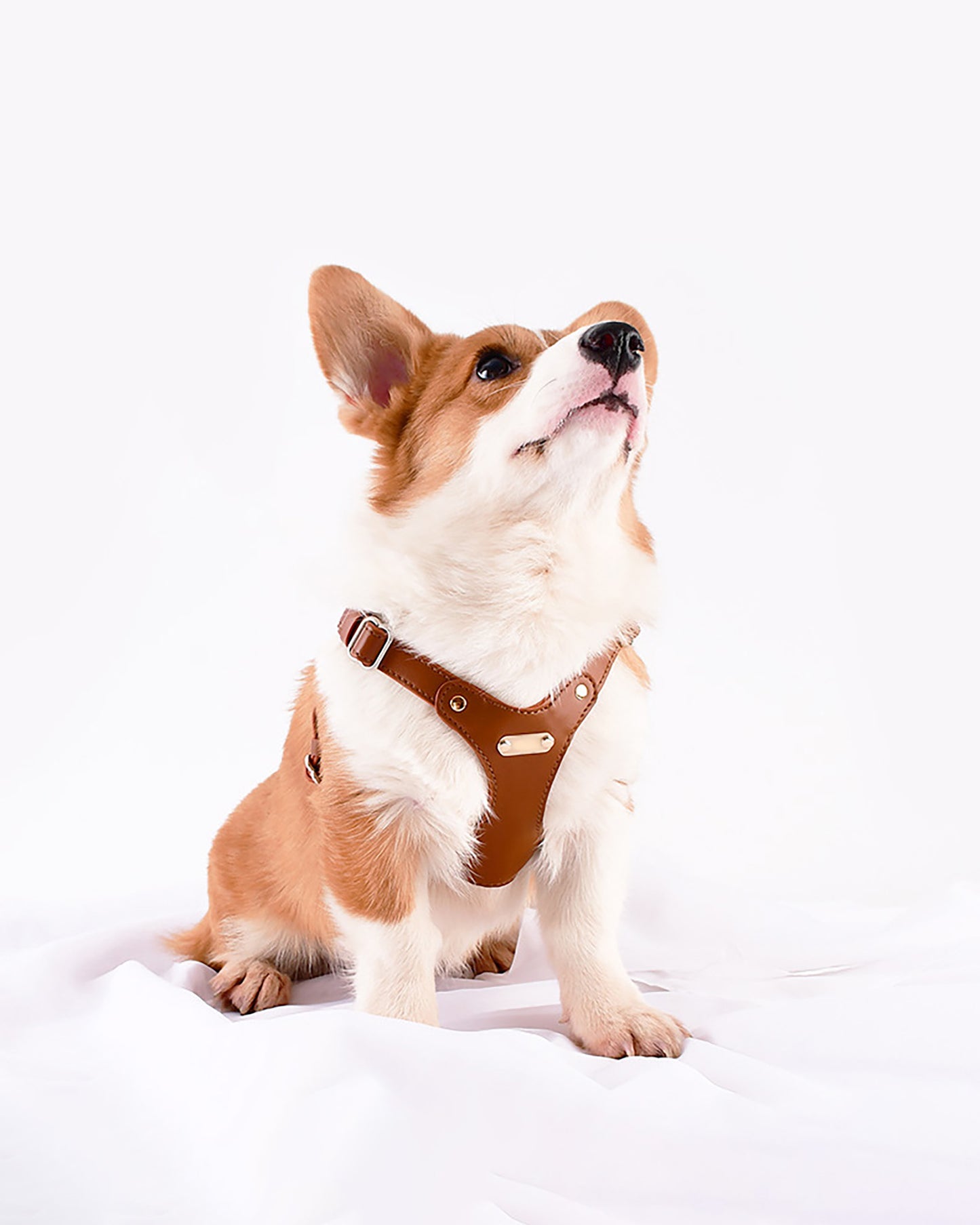 A dog wearing the brown waterproof soft leather dog harness crouching on the ground.